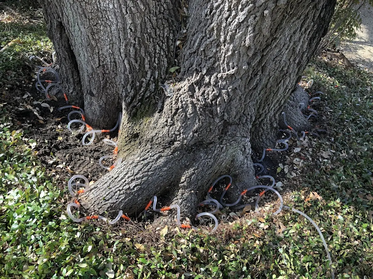 Detailed Tree Cabling and Bracing job site in Magnetic Springs