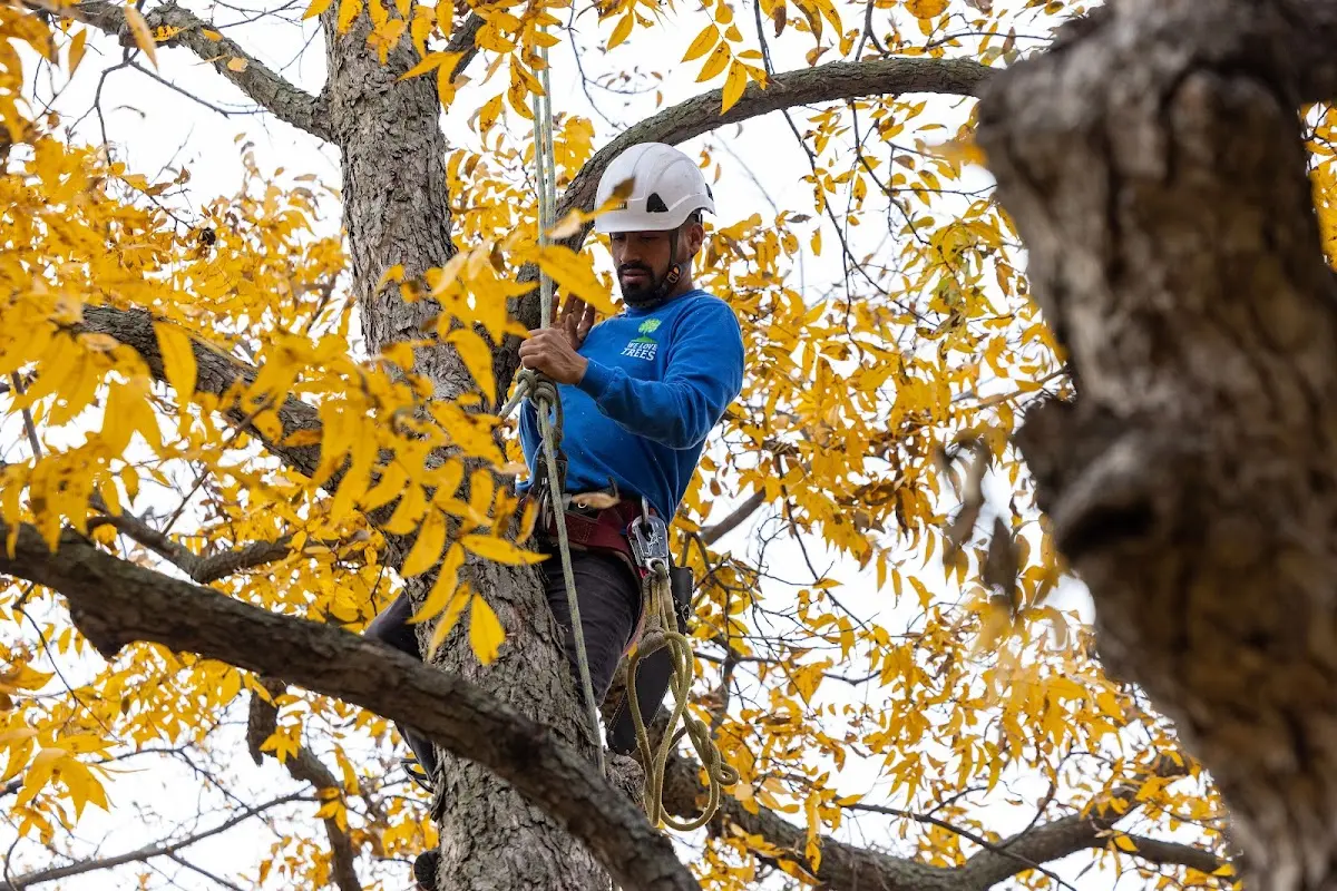 Skilled Tree Pruning crew working in Magnetic Springs