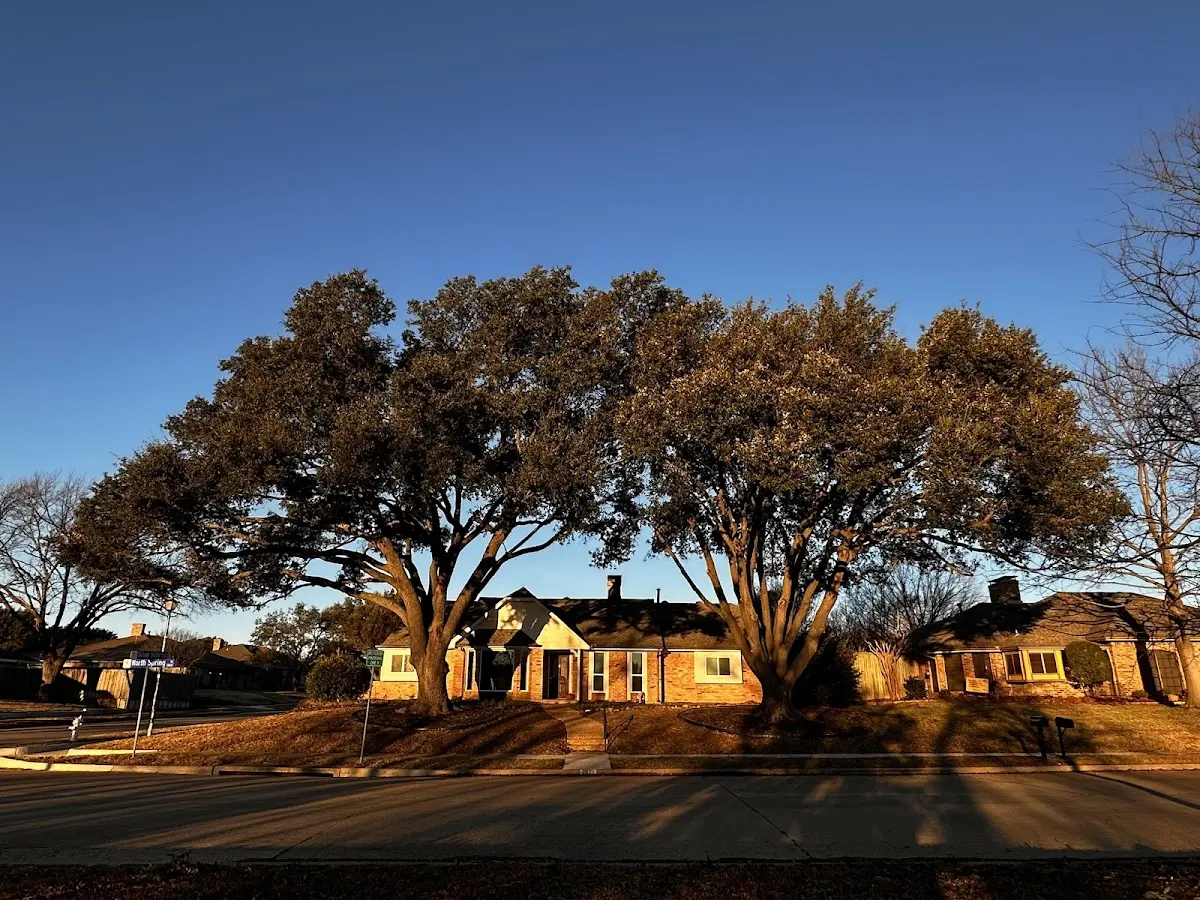 Established residential canopy tree shading a home in Magnetic Springs