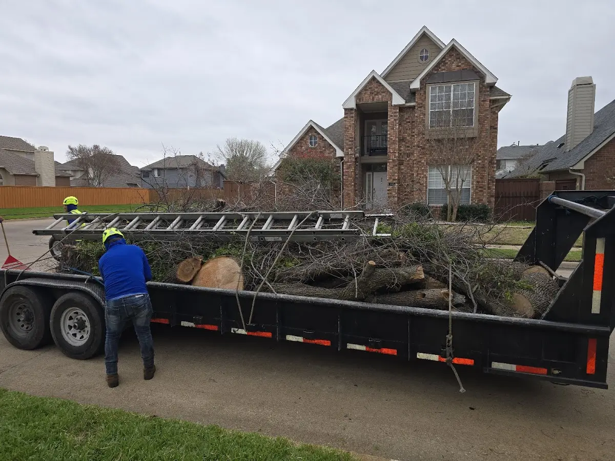 Expert Tree Removal with proper safety equipment in Magnetic Springs